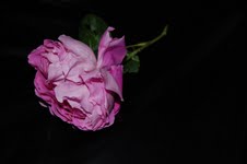 Marò - Intime rose
